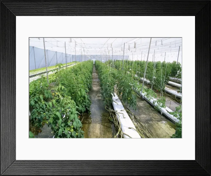 Framed Print : Tomatoes - growing - using hydroponics - Midway Atoll - Pacific Framed Print : Tomatoes - growing - using hydroponics - Midway Atoll - Pacific