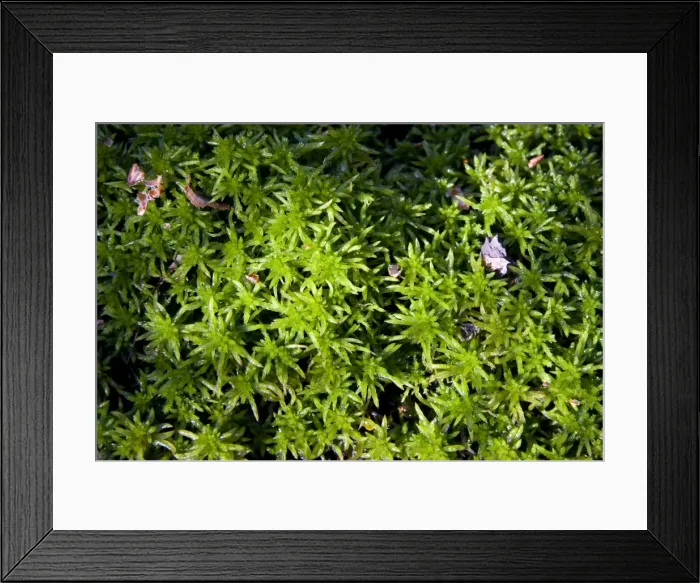 Framed Print : Sphagnum Moss - Close up of specimen growing in a bog, Dorset, England, UK Framed Print : Sphagnum Moss - Close up of specimen growing in a bog, Dorset, England, UK