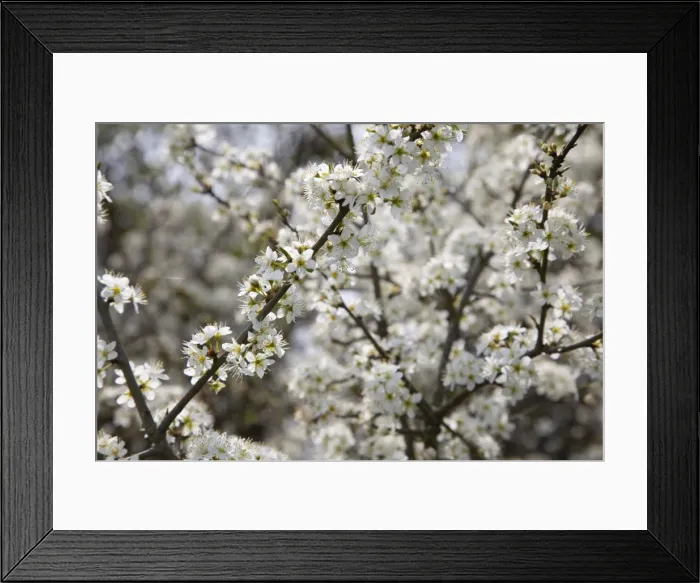 Framed Print : Blackthorn - Blossom in spring - Wiltshire - England - UK Framed Print : Blackthorn - Blossom in spring - Wiltshire - England - UK