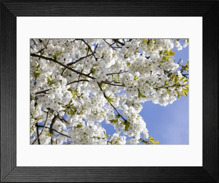 Framed Print : Flowering Cherry - Tree full of blossom - Wiltshire - England - UK Framed Print : Flowering Cherry - Tree full of blossom - Wiltshire - England - UK