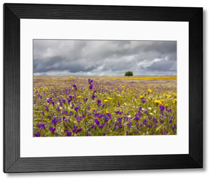 Framed Print : Wildflower Meadow - Malpartida de Caceres - Extremadura - Spain Framed Print : Wildflower Meadow - Malpartida de Caceres - Extremadura - Spain