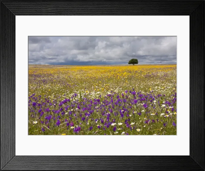 Framed Print : Wildflower Meadow - Malpartida de Caceres - Extremadura, Spain Framed Print : Wildflower Meadow - Malpartida de Caceres - Extremadura, Spain