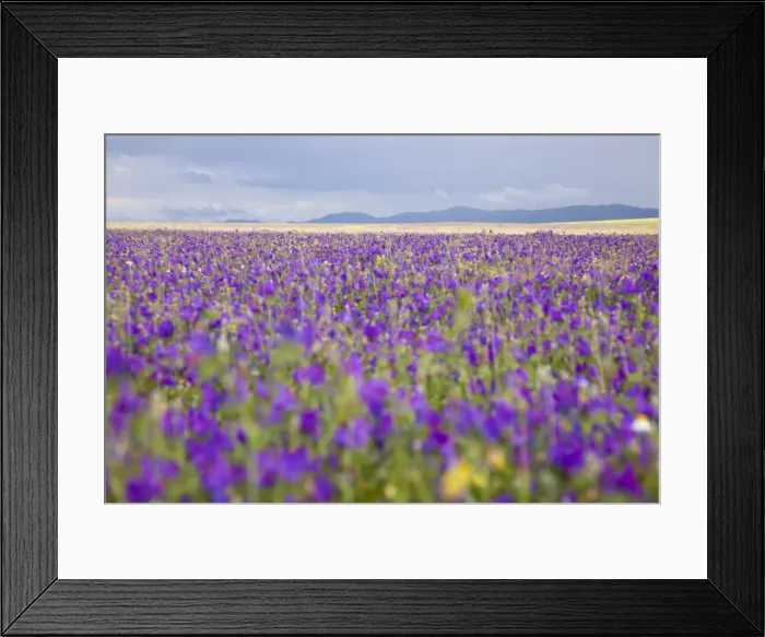 Framed Print : Wildflower Meadow - Extremadura, Spain Framed Print : Wildflower Meadow - Extremadura, Spain