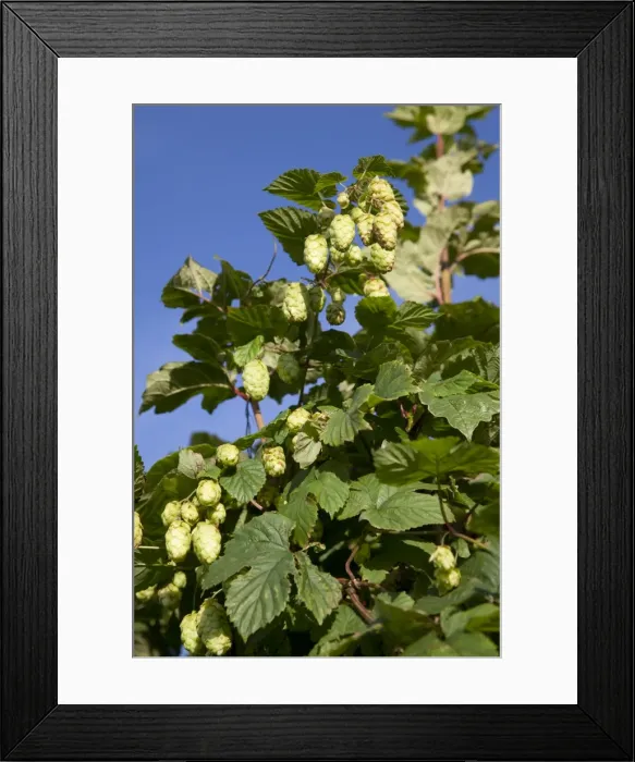 Framed Print : Hops - growing wild in a hedgerow - Wiltshire - England - UK Framed Print : Hops - growing wild in a hedgerow - Wiltshire - England - UK