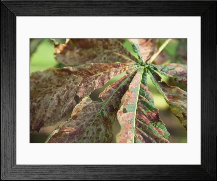 Framed Print : Horse chestnut leaf miner moth - damage to leaf - Wiltshire - England - UK Framed Print : Horse chestnut leaf miner moth - damage to leaf - Wiltshire - England - UK