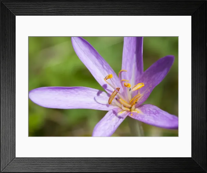 Framed Print : Meadow Saffron - close-up of individual flower in a meadow - Wiltshire - England - UK Framed Print : Meadow Saffron - close-up of individual flower in a meadow - Wiltshire - England - UK