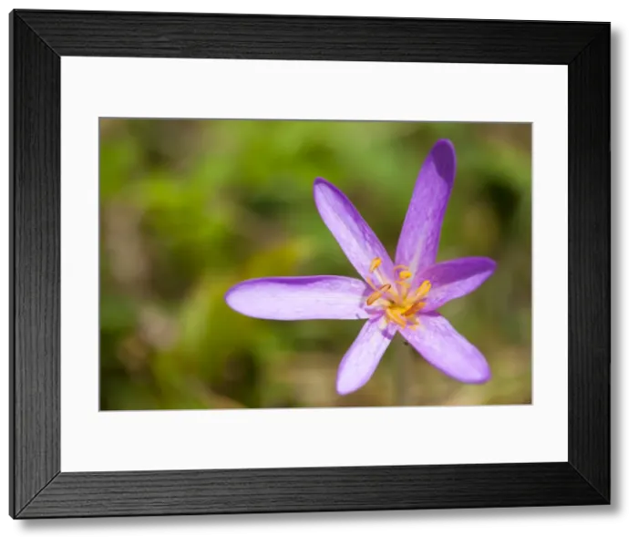 Framed Print : Meadow Saffron - close-up of individual flower in a meadow - Wiltshire - England - UK Framed Print : Meadow Saffron - close-up of individual flower in a meadow - Wiltshire - England - UK