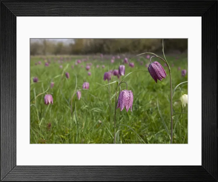 Framed Print : Snake's-head Fritillary - in meadow full of flowers - Wiltshire - England - UK Framed Print : Snake's-head Fritillary - in meadow full of flowers - Wiltshire - England - UK