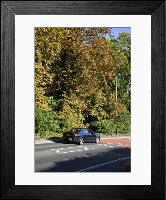 Framed Print : Horse chestnut leaf miner moth - tree showing damage - Wiltshire - England - UK Framed Print : Horse chestnut leaf miner moth - tree showing damage - Wiltshire - England - UK