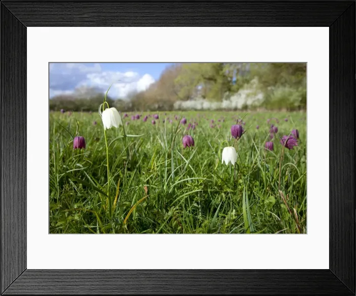 Framed Print : Snake's-head Fritillary - in meadow full of flowers - Wiltshire - England - UK Framed Print : Snake's-head Fritillary - in meadow full of flowers - Wiltshire - England - UK