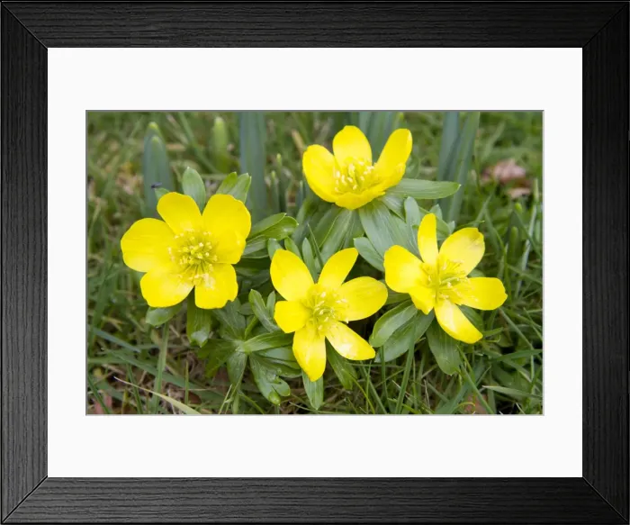 Framed Print : Winter Aconite - clump of flowers - Wiltshire - England - UK Framed Print : Winter Aconite - clump of flowers - Wiltshire - England - UK