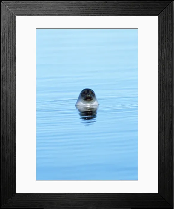 Framed Print : Ringed Seal - Canadian Arctic Framed Print : Ringed Seal - Canadian Arctic