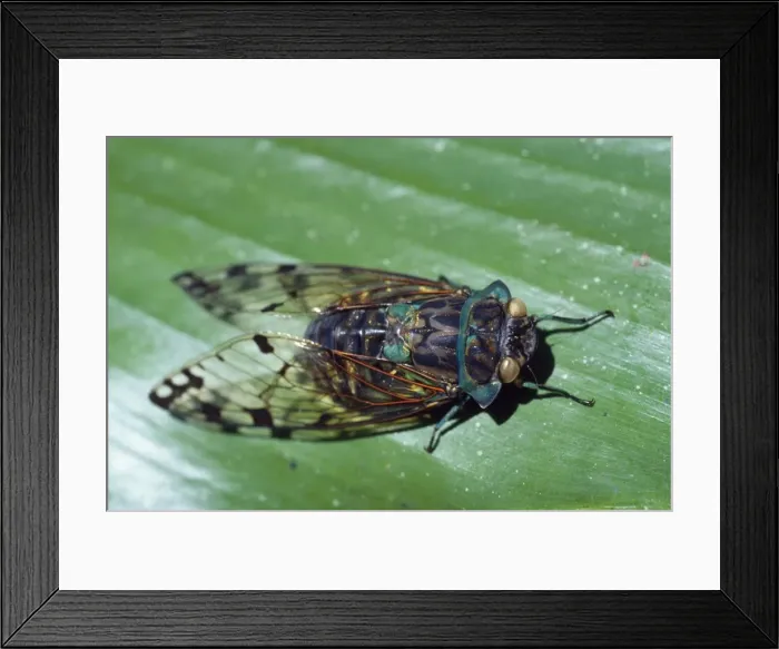 Framed Print : Cicada - Costa Rica Framed Print : Cicada - Costa Rica