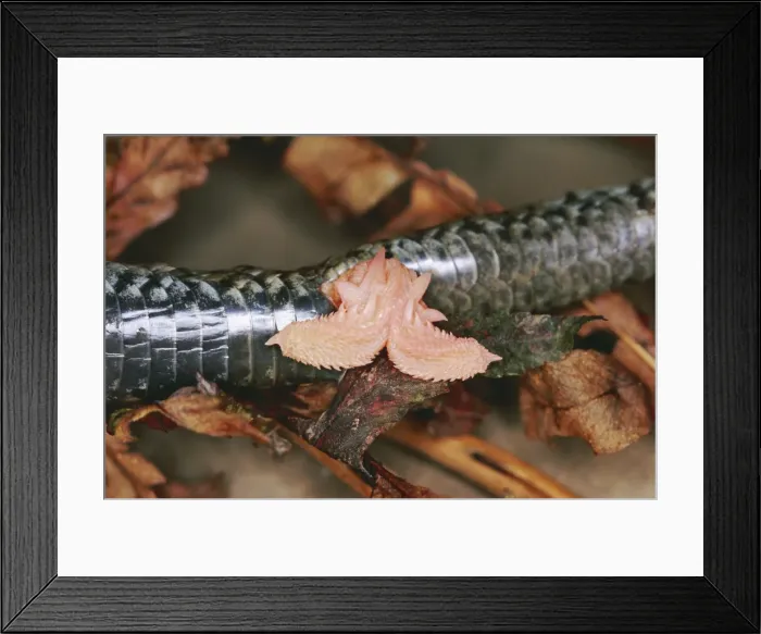 Framed Print : European Adder DOW 2 Male showing Hemipenis, UK. Vipera berus © Steve Downer / ardea. com Framed Print : European Adder DOW 2 Male showing Hemipenis, UK. Vipera berus © Steve Downer / ardea. com
