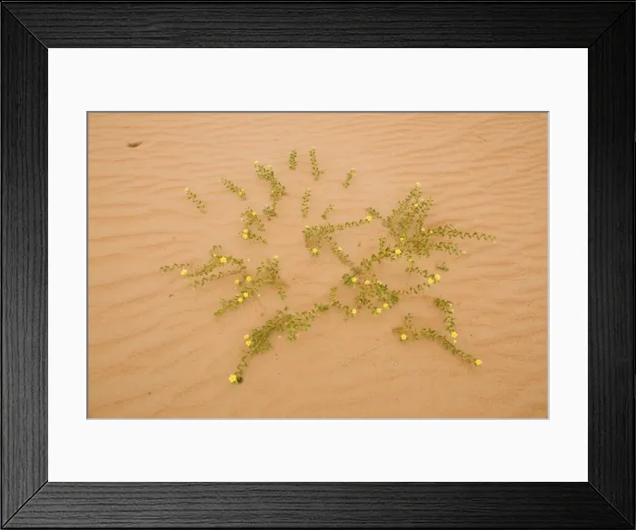 Framed Print : Tribulus flowers growing on sand dune - Abu Dhabi - United Arab Emirates Framed Print : Tribulus flowers growing on sand dune - Abu Dhabi - United Arab Emirates