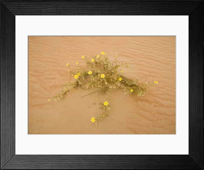 Framed Print : Tribulus flowers growing on sand dune - Abu Dhabi - United Arab Emirates Framed Print : Tribulus flowers growing on sand dune - Abu Dhabi - United Arab Emirates