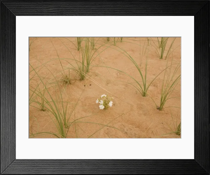 Framed Print : Silene flower - growing in sand dune - Abu Dhabi - United Arab Emirates Framed Print : Silene flower - growing in sand dune - Abu Dhabi - United Arab Emirates