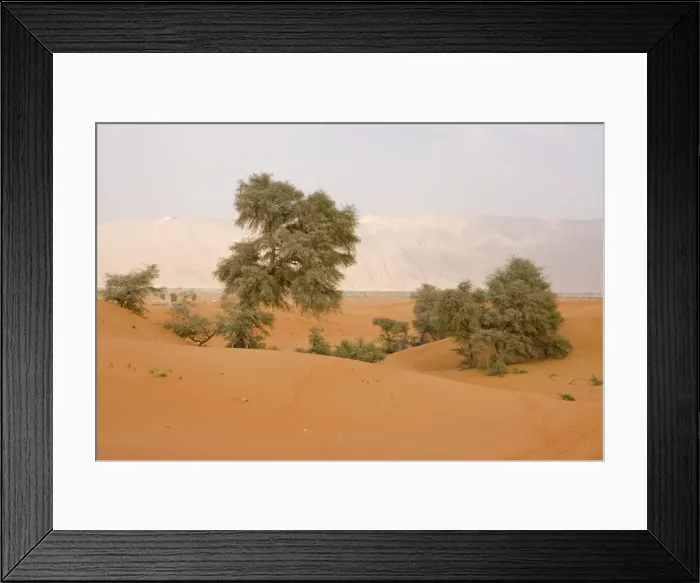 Framed Print : Ghaf Trees - growing in sand dunes - Jebel Hafeet mountain in background - Al Ain - Abu Dhabi - United Arab Emirates Framed Print : Ghaf Trees - growing in sand dunes - Jebel Hafeet mountain in background - Al Ain - Abu Dhabi - United Arab Emirates