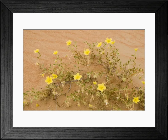 Framed Print : Tribulus flowers growing on sand dune - Abu Dhabi - United Arab Emirates Framed Print : Tribulus flowers growing on sand dune - Abu Dhabi - United Arab Emirates