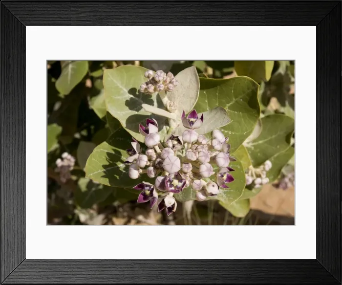 Framed Print : Sodom Apple - Abu Dhabi - United Arab Emirates Framed Print : Sodom Apple - Abu Dhabi - United Arab Emirates