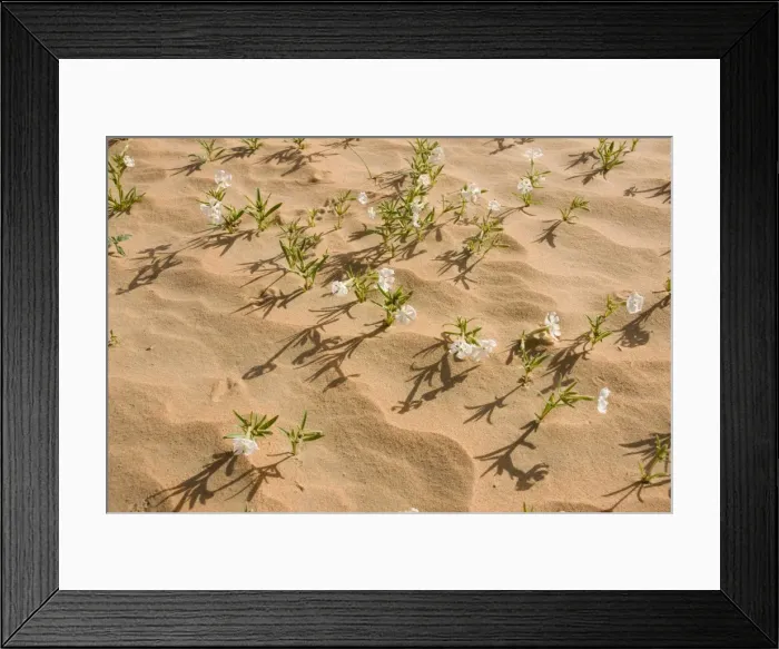 Framed Print : Silene flowers - growing in sand dune - Abu Dhabi - United Arab Emirates Framed Print : Silene flowers - growing in sand dune - Abu Dhabi - United Arab Emirates
