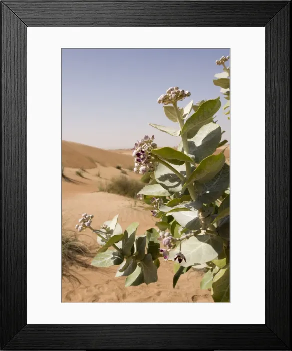 Framed Print : Sodom Apple - Abu Dhabi - United Arab Emirates Framed Print : Sodom Apple - Abu Dhabi - United Arab Emirates