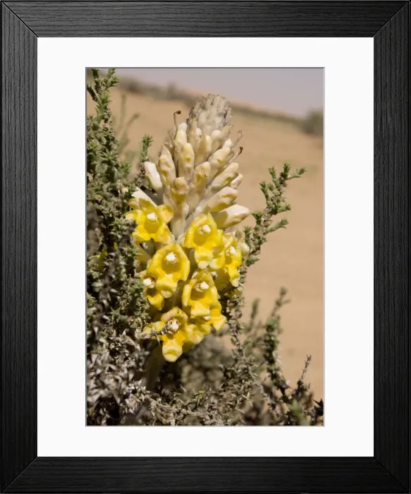 Framed Print : Desert Hyacinth / Desert Broomrape - Holoparasitic desert plant - one of the species used to obtain the Chinese herbal medicine Cistanche - Abu Dhabi - United Arab Emirates Framed Print : Desert Hyacinth / Desert Broomrape - Holoparasitic desert plant - one of the species used to obtain the Chinese herbal medicine Cistanche - Abu Dhabi - United Arab Emirates