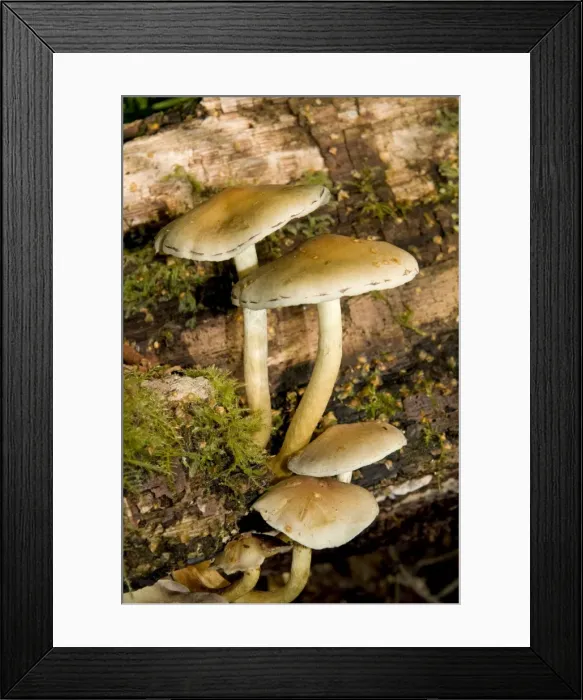 Framed Print : Sulphur Tuft Fungus - Cannock Chase AONB - Staffordshire UK Framed Print : Sulphur Tuft Fungus - Cannock Chase AONB - Staffordshire UK