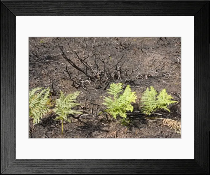 Framed Print : Fire charred heathland with new bracken growth - Cannock Chase AONB - Staffordshire UK Framed Print : Fire charred heathland with new bracken growth - Cannock Chase AONB - Staffordshire UK
