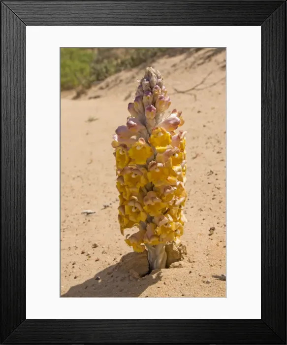Framed Print : Desert Hyacinth / Desert Broomrape - Holoparasitic desert plant - one of the species used to obtain the Chinese herbal medicine Cistanche - Abu Dhabi - United Arab Emirates Framed Print : Desert Hyacinth / Desert Broomrape - Holoparasitic desert plant - one of the species used to obtain the Chinese herbal medicine Cistanche - Abu Dhabi - United Arab Emirates