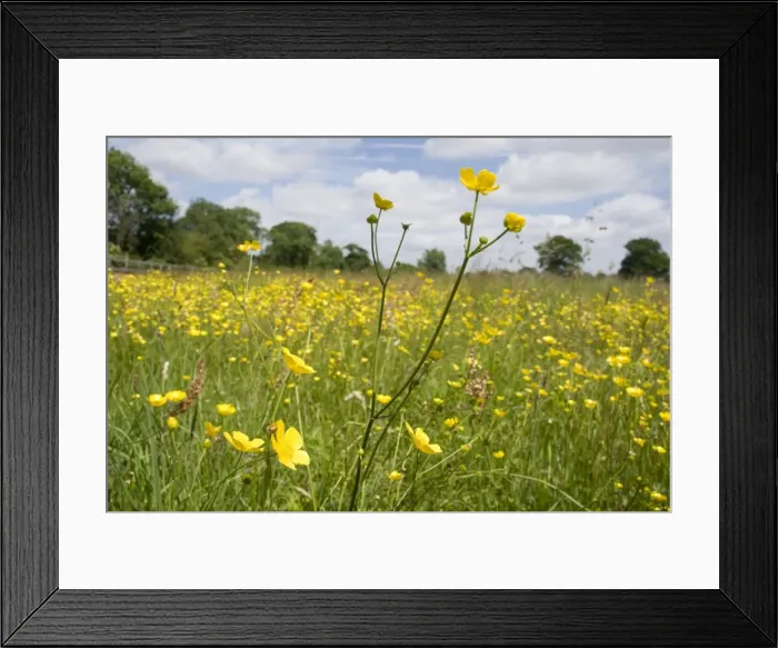 Framed Print : Meadow Buttercups - UK Framed Print : Meadow Buttercups - UK