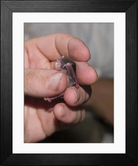 Framed Print : Bumblebee / Kitti's Hog Nosed Bat - being handled by scientist - Myanmar / Burma Framed Print : Bumblebee / Kitti's Hog Nosed Bat - being handled by scientist - Myanmar / Burma