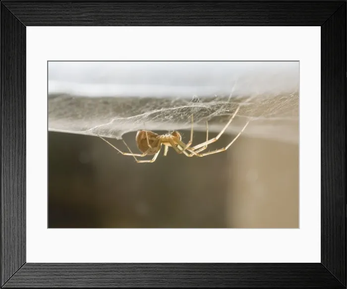 Framed Print : Money Spider - on web on pane of glass - UK Framed Print : Money Spider - on web on pane of glass - UK