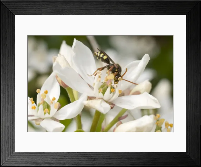 Framed Print : Nomada / Cuckoo Bee - feeding on flower - UK Framed Print : Nomada / Cuckoo Bee - feeding on flower - UK