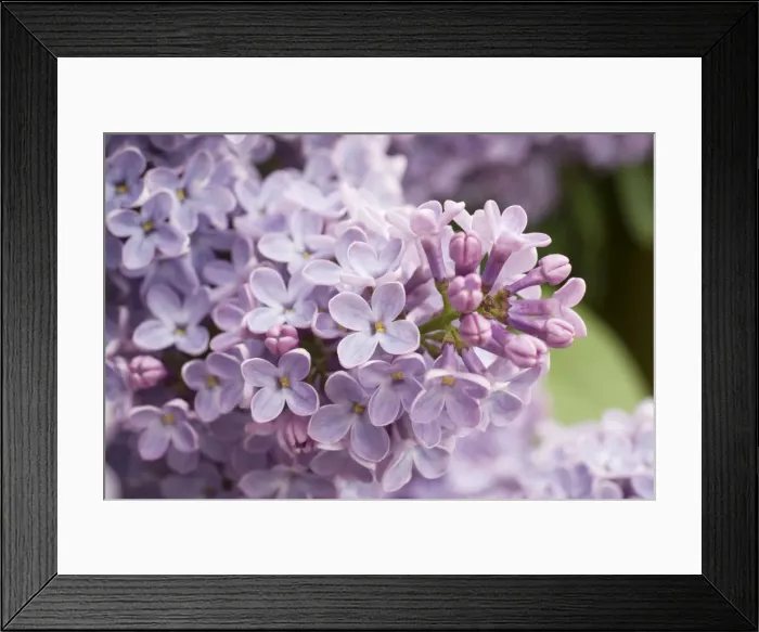 Framed Print : Lilac flowers - UK Framed Print : Lilac flowers - UK