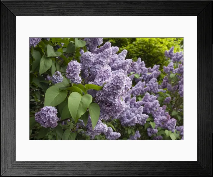 Framed Print : Lilac Tree - flowering - UK Framed Print : Lilac Tree - flowering - UK