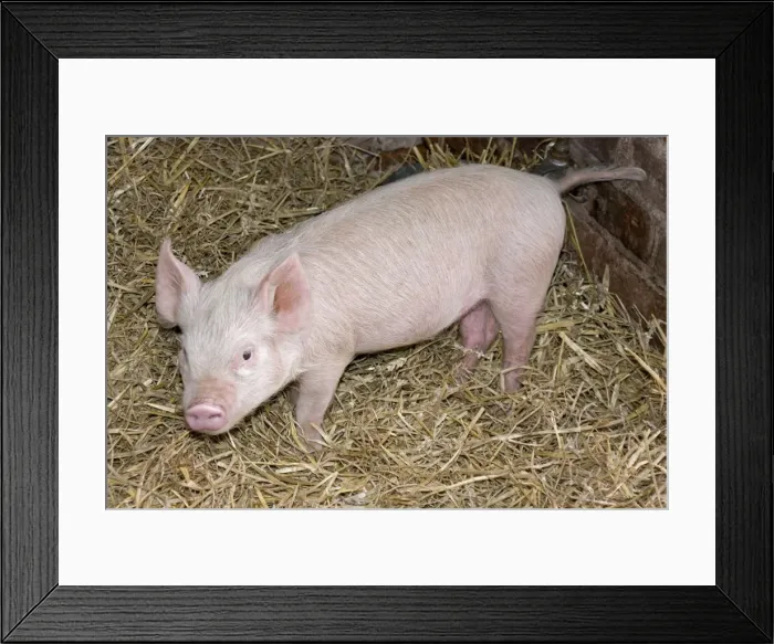 Framed Print : Young Pig on straw bedding - UK Framed Print : Young Pig on straw bedding - UK