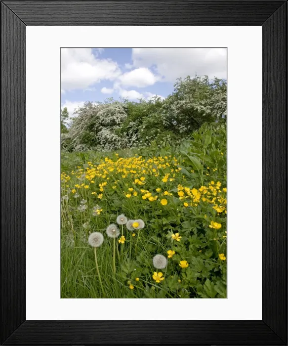 Framed Print : Hedgerow flowers - Buttercups & Dandelions - UK Framed Print : Hedgerow flowers - Buttercups & Dandelions - UK