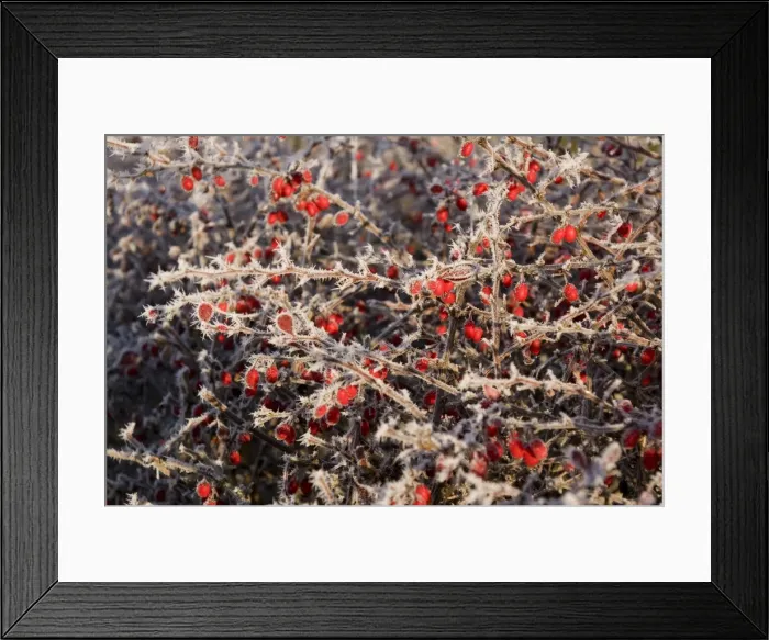 Framed Print : Frost on Cotoneaster Berries - UK Framed Print : Frost on Cotoneaster Berries - UK