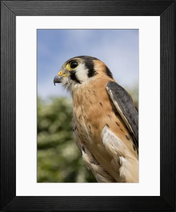 Framed Print : American Kestrel - male - USA - Canada & Mexico Framed Print : American Kestrel - male - USA - Canada & Mexico