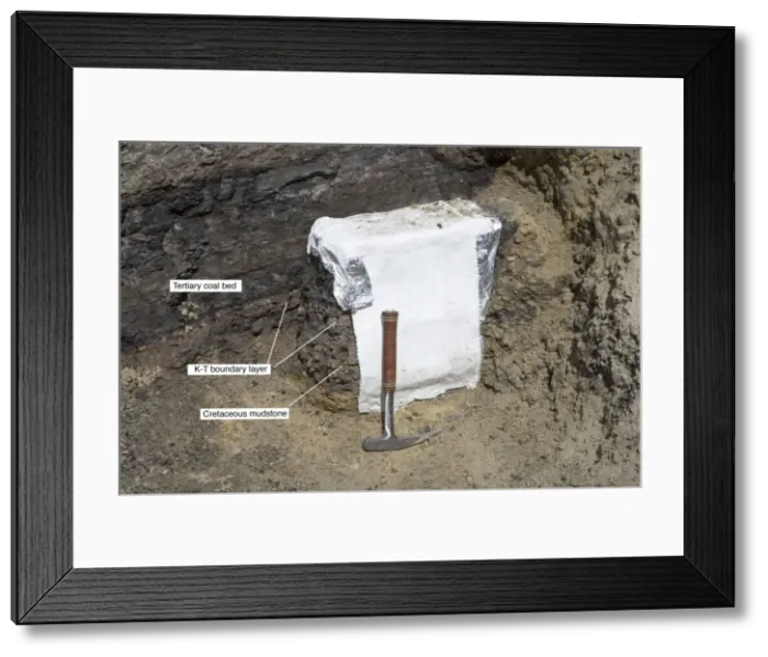 Framed Print : GEOLOGY: K-T boundary Sussex site, north of Casper, Wyoming Collecting a sample of rock at the K-T boundary for museum display. The sample includes Cretaceous rocks under the boundary, the boundary layer