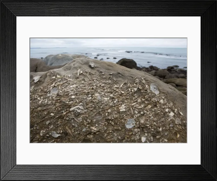 Framed Print : Marine Fossils of Late Cretaceous age, New Zealeand, South Island, along coastline near Oaro, south of Kaikoura, a few kilometers north of Haumuri Bluff. Belemnites, snails Framed Print : Marine Fossils of Late Cretaceous age, New Zealeand, South Island, along coastline near Oaro, south of Kaikoura, a few kilometers north of Haumuri Bluff. Belemnites, snails