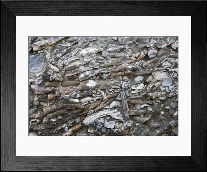 Framed Print : Marine Fossils of Late Cretaceous age, New Zealand, South Island, along coastline near Oaro, south of Kaikoura, a few kilometers north of Haumuri Bluff. Belemnites, snails Framed Print : Marine Fossils of Late Cretaceous age, New Zealand, South Island, along coastline near Oaro, south of Kaikoura, a few kilometers north of Haumuri Bluff. Belemnites, snails