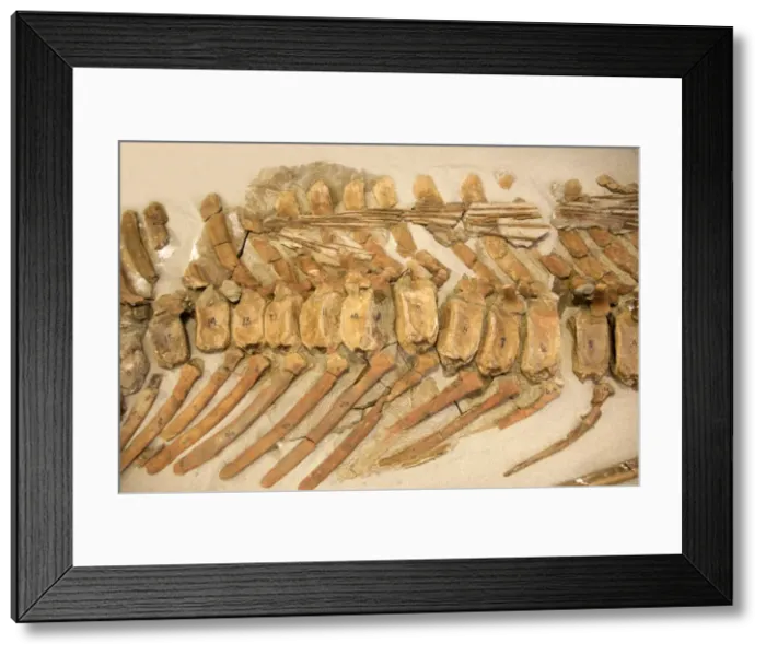 Framed Print : Dinosaurs: caudal vertebrae of a Hadrosaur ('Duck-billed dinosaur') Note the tendons on the upper part, which stiffened the tail Age: Late Cretaceous Location: Grand Staircase-Escalante National Monument Framed Print : Dinosaurs: caudal vertebrae of a Hadrosaur ('Duck-billed dinosaur') Note the tendons on the upper part, which stiffened the tail Age: Late Cretaceous Location: Grand Staircase-Escalante National Monument
