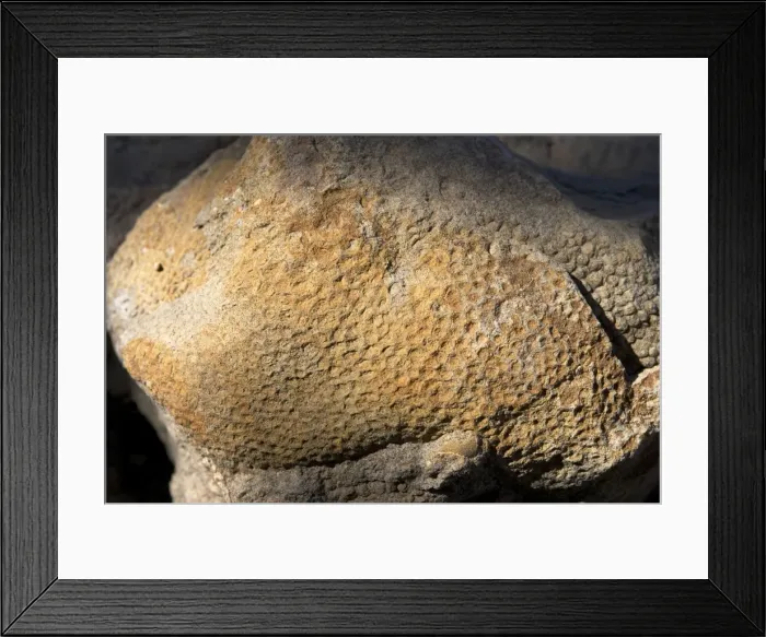 Framed Print : Dinosaur - skin impression of a Hadrosaur ('Duck-billed dinosaur'). This sample is approximately 20 cm across (about 8 inches). Age: Kaiparowits Formation Framed Print : Dinosaur - skin impression of a Hadrosaur ('Duck-billed dinosaur'). This sample is approximately 20 cm across (about 8 inches). Age: Kaiparowits Formation