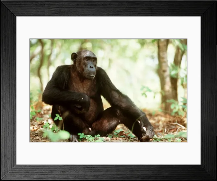 Framed Print : Chimpanzee FL 1018A Sitting down - Mahale mountains, Tanzania Pan troglodytes © Ferrero-Labat / ardea. com Framed Print : Chimpanzee FL 1018A Sitting down - Mahale mountains, Tanzania Pan troglodytes © Ferrero-Labat / ardea. com