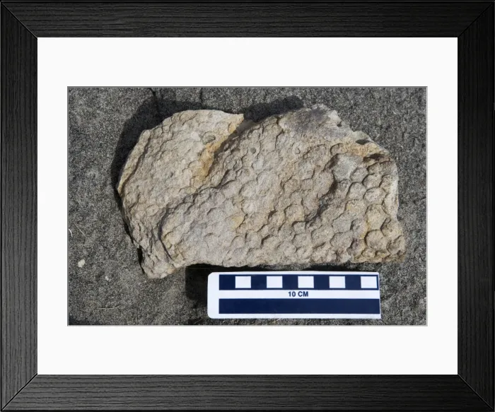 Framed Print : Dinosaur skin impression - skin of a Hadrosaur ('Duck-billed dinosaur'). Age: Kaiparowits Formation, Late Cretaceous Location: Grand Staircase-Escalante National Monument, Utah Framed Print : Dinosaur skin impression - skin of a Hadrosaur ('Duck-billed dinosaur'). Age: Kaiparowits Formation, Late Cretaceous Location: Grand Staircase-Escalante National Monument, Utah