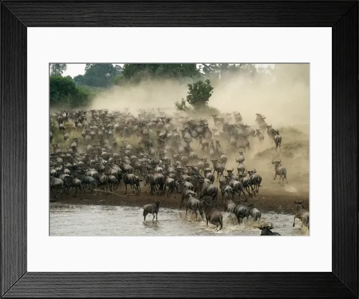 Framed Print : Wildebeest / Gnu - migration - Maasai Mara - Kenya - Africa Framed Print : Wildebeest / Gnu - migration - Maasai Mara - Kenya - Africa