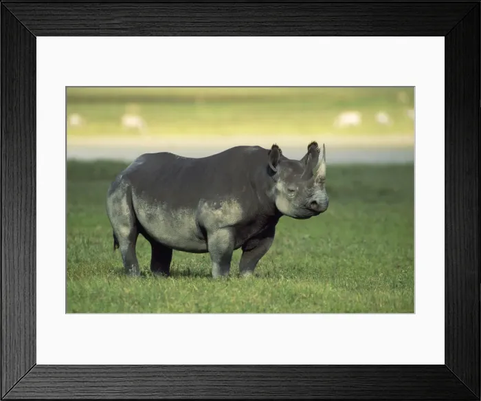 Framed Print : Black Rhinoceros - female - Ngorongoro Crater - Tanzania Framed Print : Black Rhinoceros - female - Ngorongoro Crater - Tanzania
