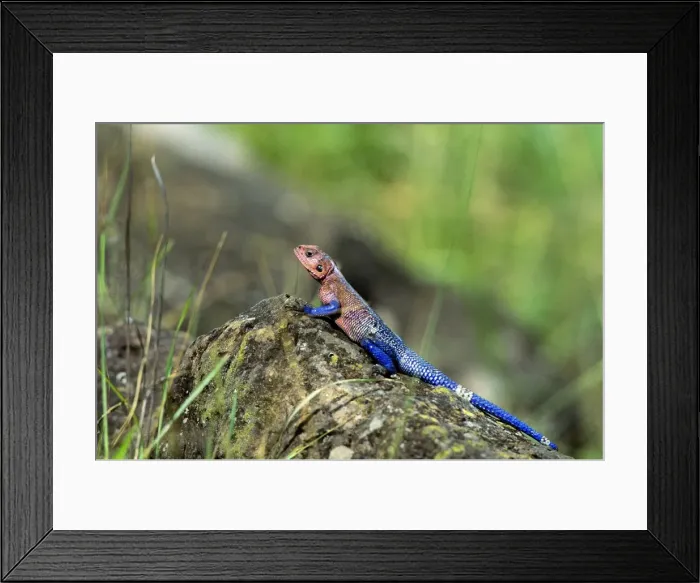 Framed Print : Common Agama Lizard - in breeding colours - Kenya - Africa Framed Print : Common Agama Lizard - in breeding colours - Kenya - Africa
